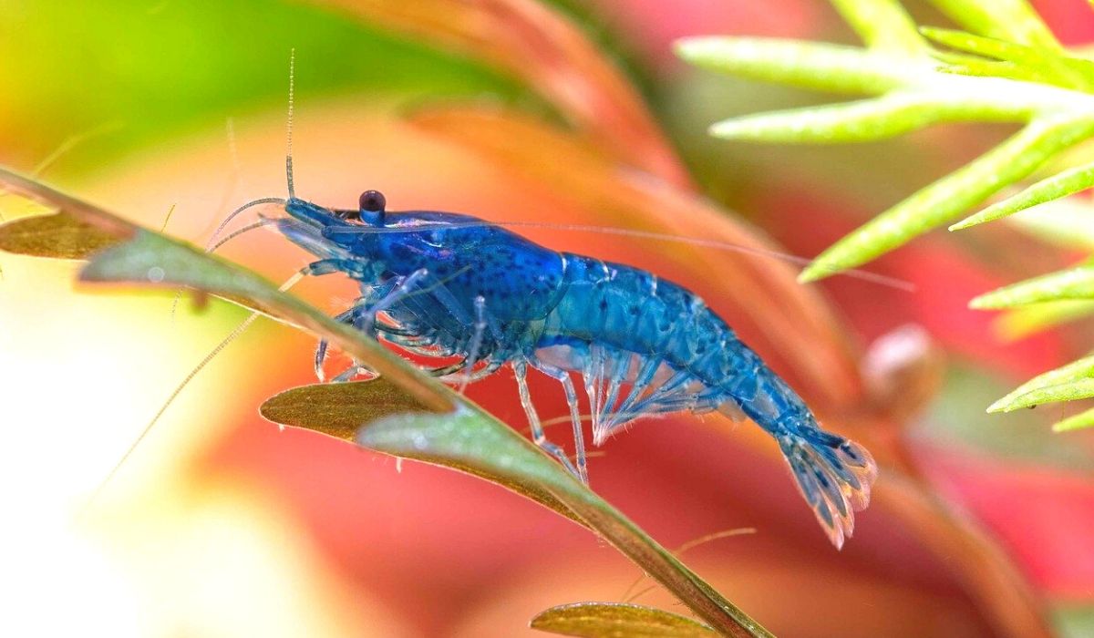 how many shrimp should be kept together